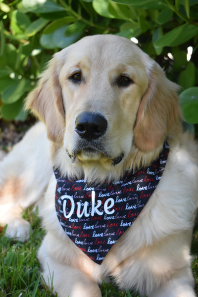 Dog bandana on Duke
